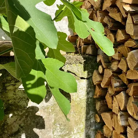 بيت ضيافة Hatablak